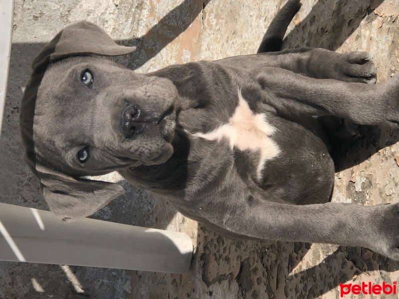 Cane Corso Italiano, Köpek  Reyna fotoğrafı