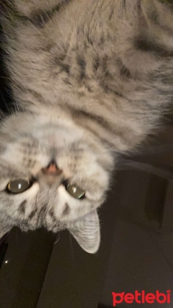 British Shorthair, Kedi  Ivy fotoğrafı