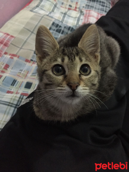 Tekir Kedi, Kedi  ALACA fotoğrafı
