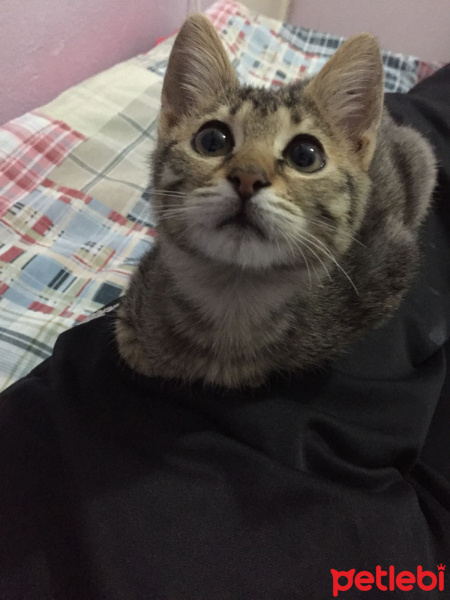 Tekir Kedi, Kedi  ALACA fotoğrafı