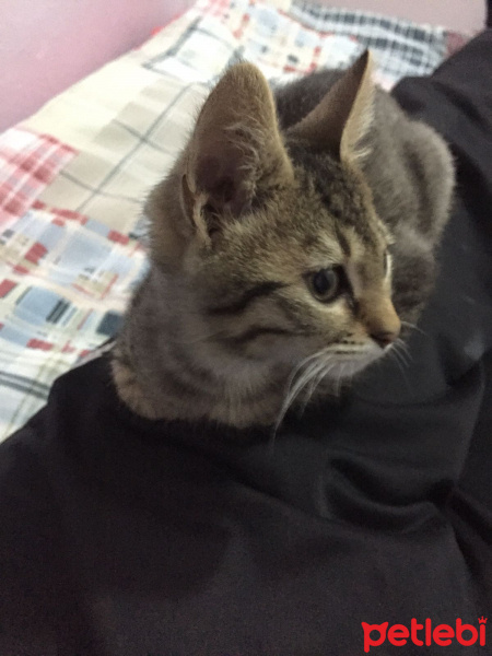 Tekir Kedi, Kedi  ALACA fotoğrafı