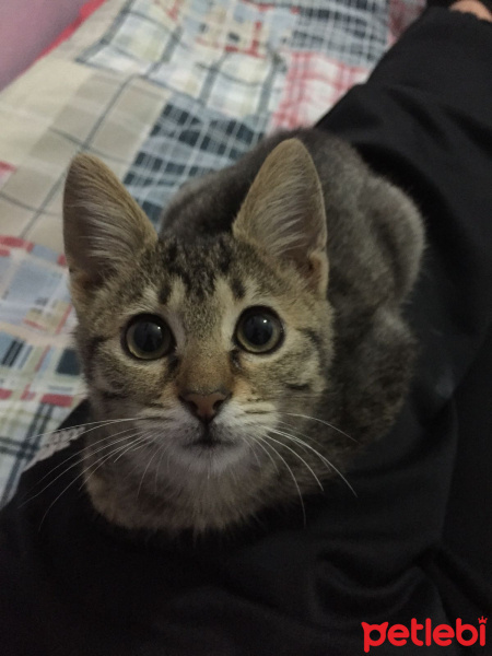 Tekir Kedi, Kedi  ALACA fotoğrafı