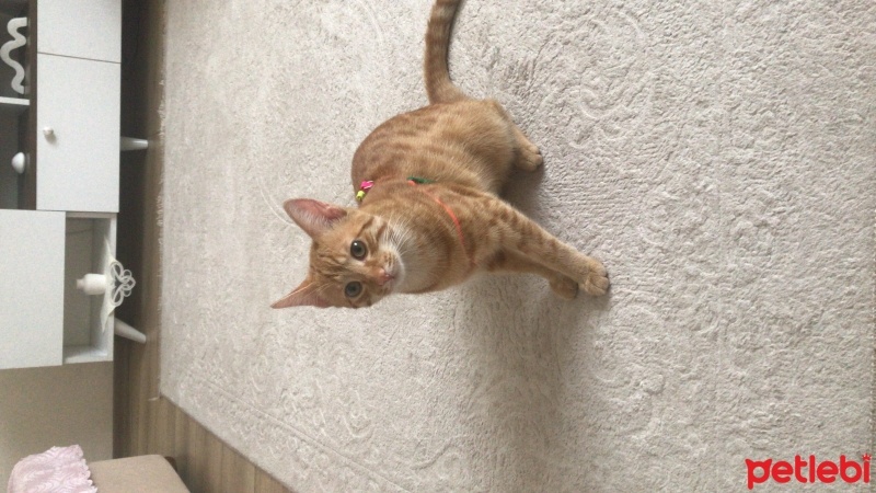 Tekir Kedi, Kedi  Maya fotoğrafı