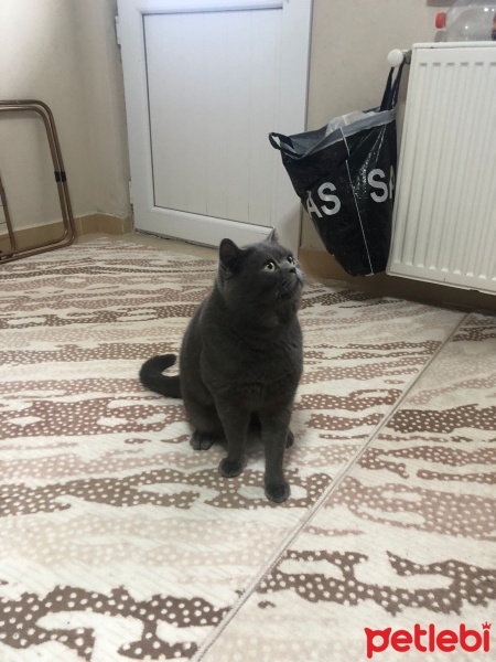 British Shorthair, Kedi  Babu fotoğrafı