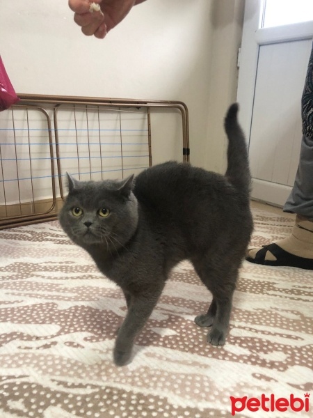 British Shorthair, Kedi  Babu fotoğrafı