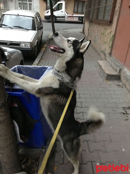 Sibirya Kurdu (Husky), Köpek  max fotoğrafı