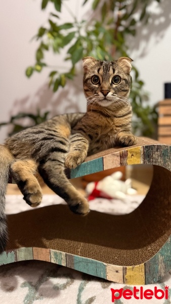 Tekir Kedi, Kedi  Mülayim fotoğrafı