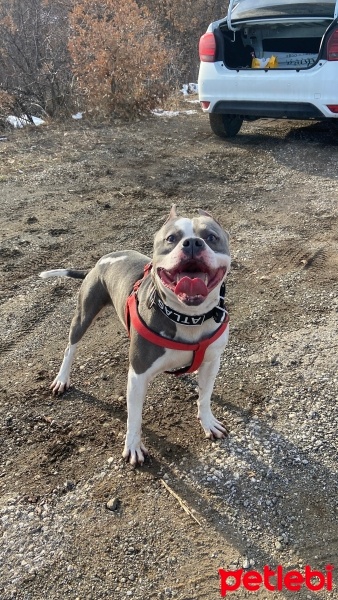 Amerikan Staffordshire Terrier, Köpek  Atlas fotoğrafı