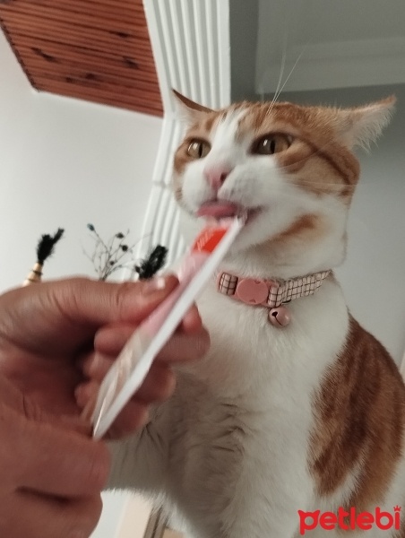 Sarman, Kedi  Boncuk fotoğrafı