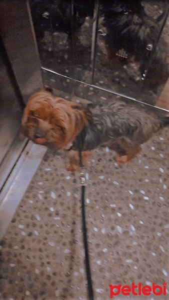 Yorkshire Terrier, Köpek  Tarçın fotoğrafı