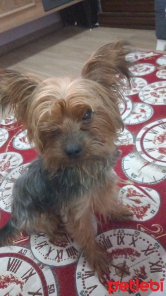 Yorkshire Terrier, Köpek  Tarçın fotoğrafı