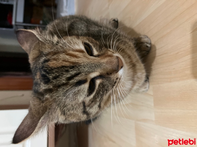 Tekir Kedi, Kedi  Alex fotoğrafı