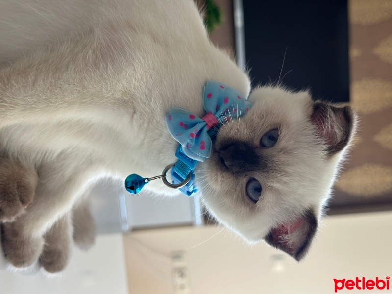 Scottish Fold, Kedi  Pamuk fotoğrafı