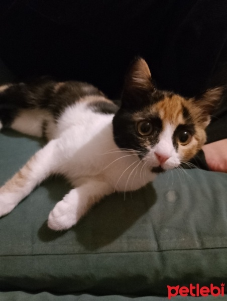 Tekir Kedi, Kedi  Minnoş fotoğrafı