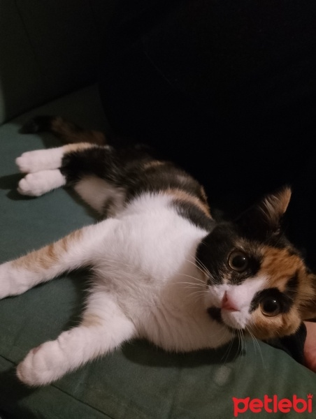 Tekir Kedi, Kedi  Minnoş fotoğrafı
