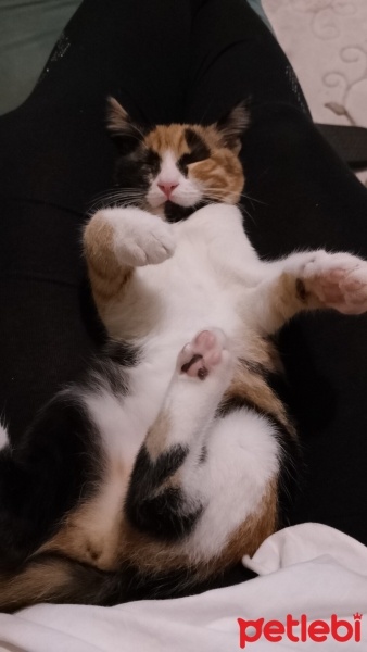 Tekir Kedi, Kedi  Minnoş fotoğrafı