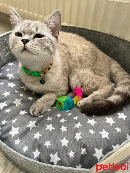 British Shorthair, Kedi  İskender fotoğrafı
