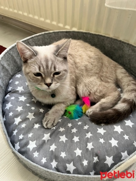 British Shorthair, Kedi  İskender fotoğrafı