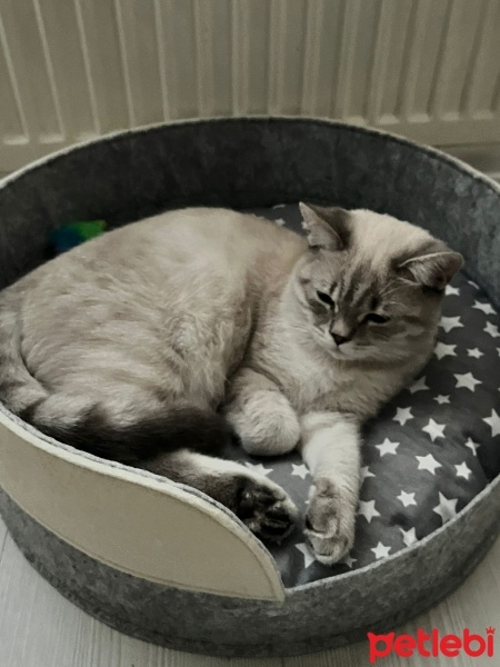 British Shorthair, Kedi  İskender fotoğrafı