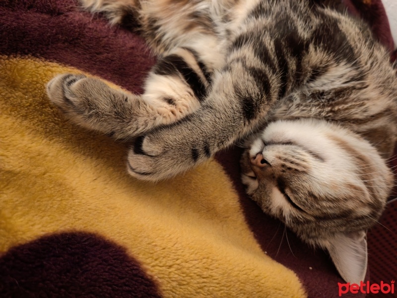 Tekir Kedi, Kedi  Luna fotoğrafı