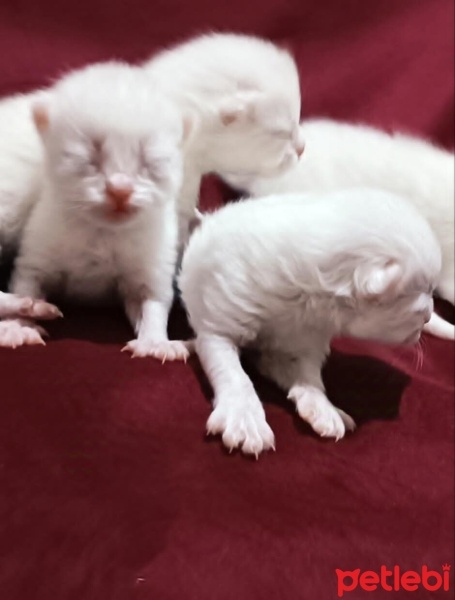 British Shorthair, Kedi  Silver brits fotoğrafı