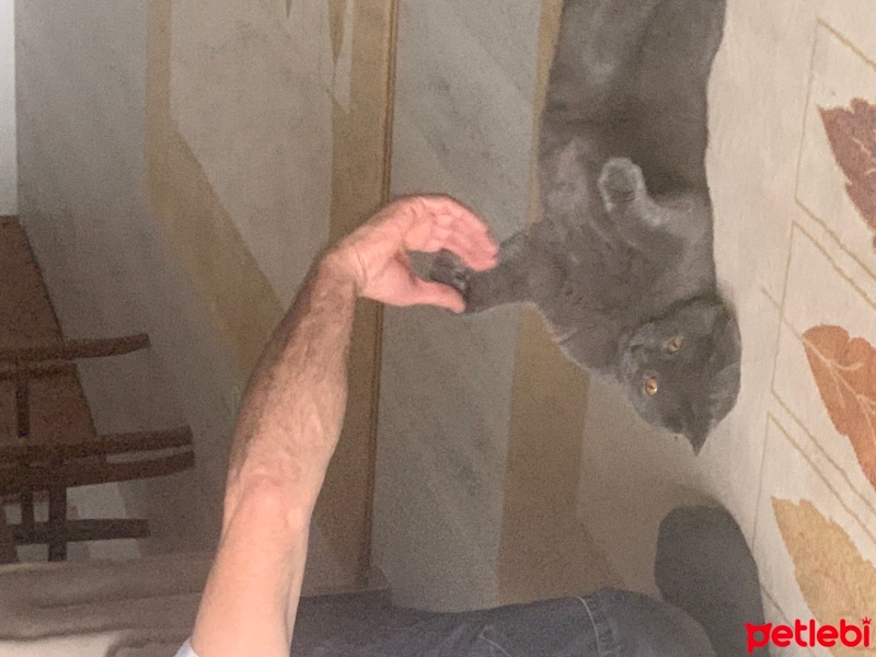 British Shorthair, Kedi  Kaju fotoğrafı