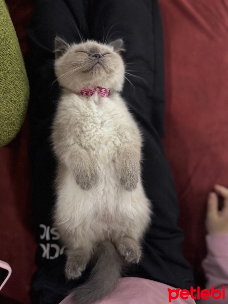British Shorthair, Kedi  Latte fotoğrafı