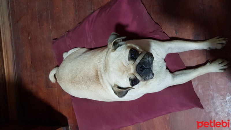 Pug, Köpek  Şila fotoğrafı