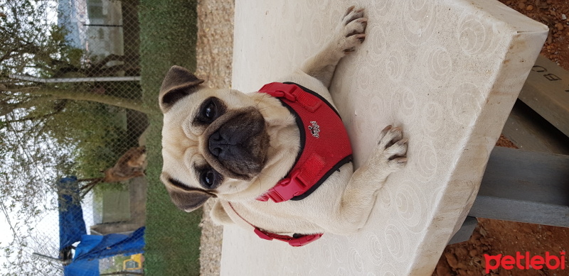 Pug, Köpek  Şila fotoğrafı