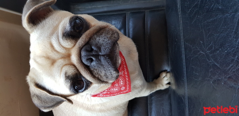 Pug, Köpek  Şila fotoğrafı