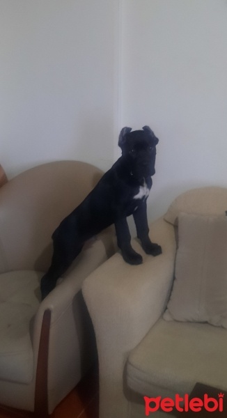 Cane Corso Italiano, Köpek  Ares fotoğrafı