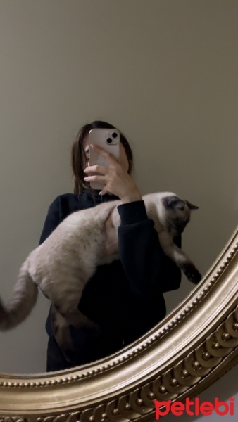 Siyam Kedisi, Kedi  Gece fotoğrafı