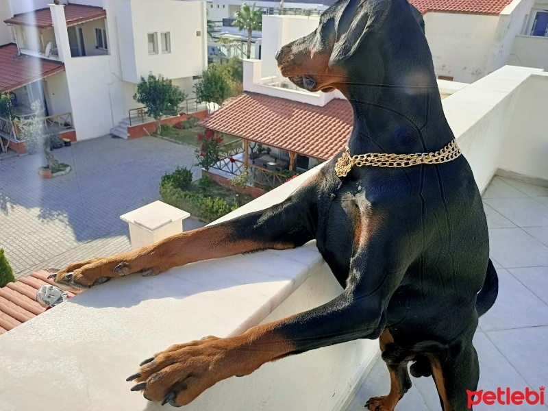 Doberman Pinscher, Köpek  Foks fotoğrafı