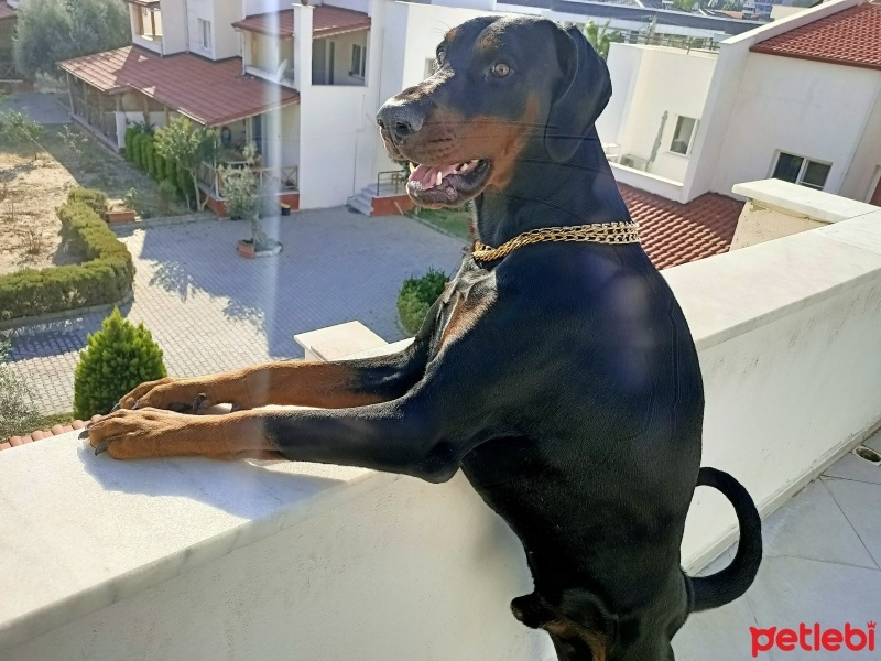Doberman Pinscher, Köpek  Foks fotoğrafı