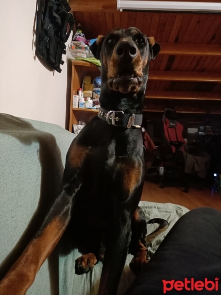 Doberman Pinscher, Köpek  Foks fotoğrafı