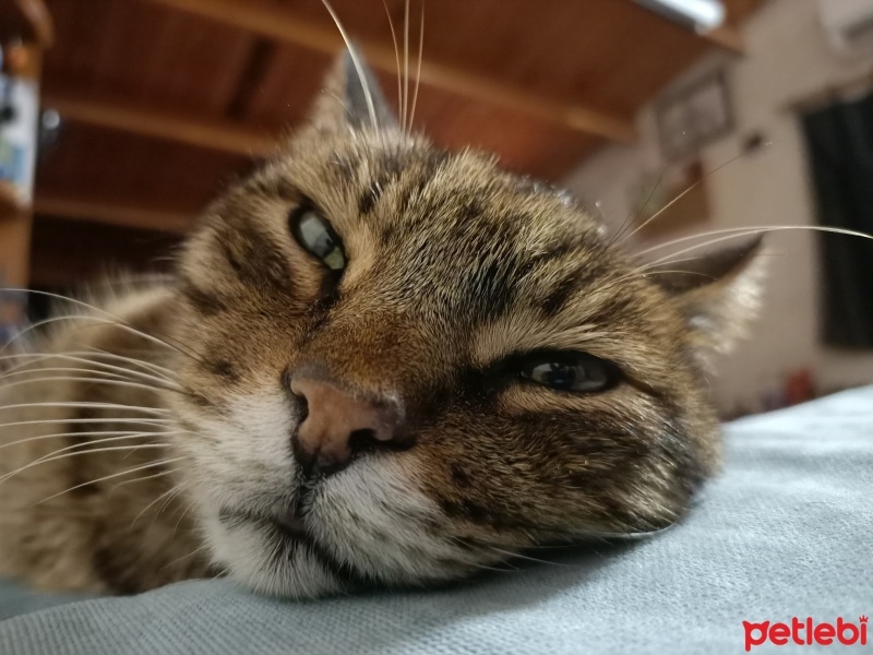 Tekir Kedi, Kedi  Duman fotoğrafı