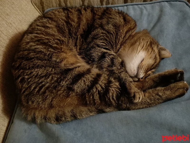 Tekir Kedi, Kedi  Duman fotoğrafı