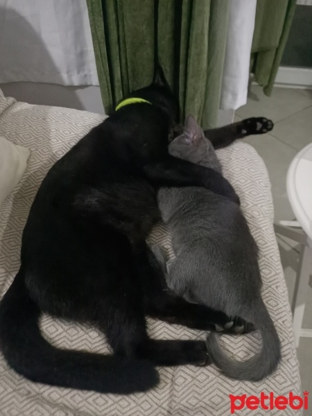 Tekir Kedi, Kedi  Puma fotoğrafı