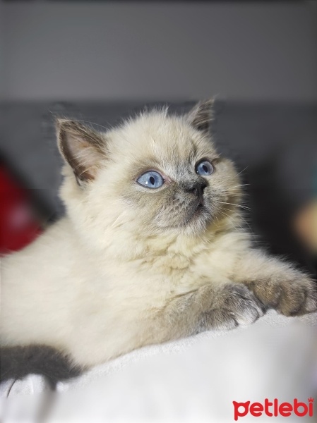 British Shorthair, Kedi  Minik fotoğrafı