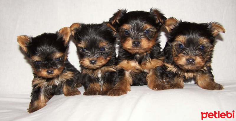 Yorkshire Terrier, Köpek  Adları henüz yok. fotoğrafı