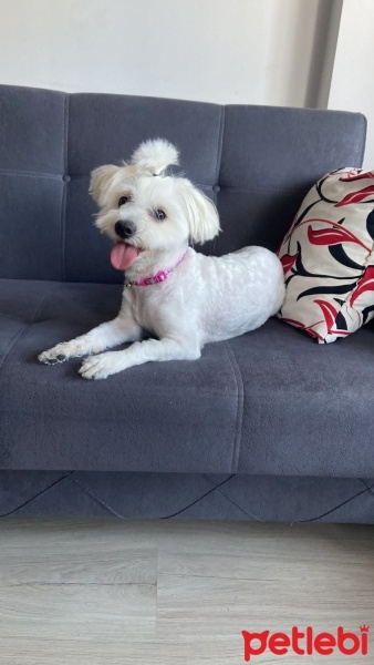 Maltese, Köpek  Mila fotoğrafı