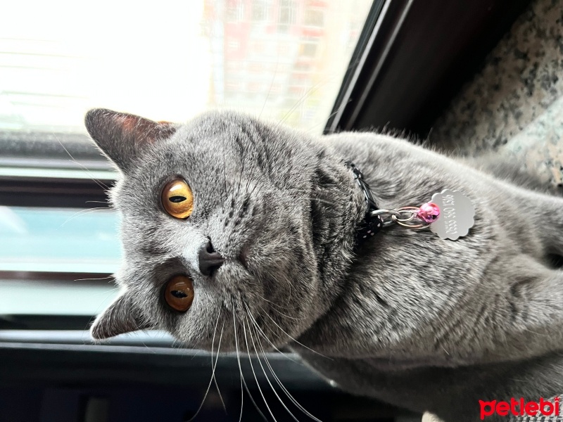 British Shorthair, Kedi  Sis fotoğrafı