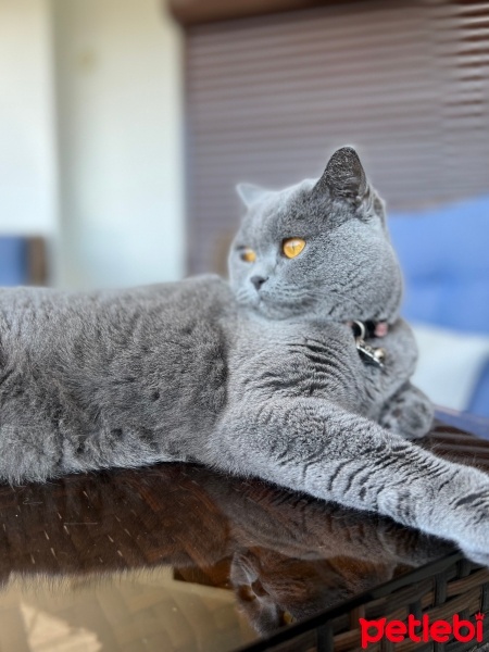 British Shorthair, Kedi  Sis fotoğrafı