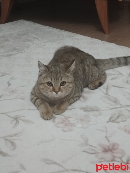 British Shorthair, Kedi  MAYA fotoğrafı