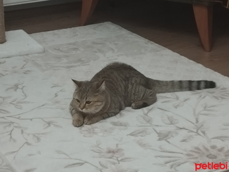 British Shorthair, Kedi  MAYA fotoğrafı