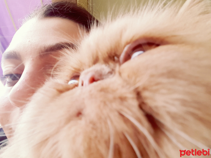 İran Kedisi (Persian), Kedi  Kediş fotoğrafı