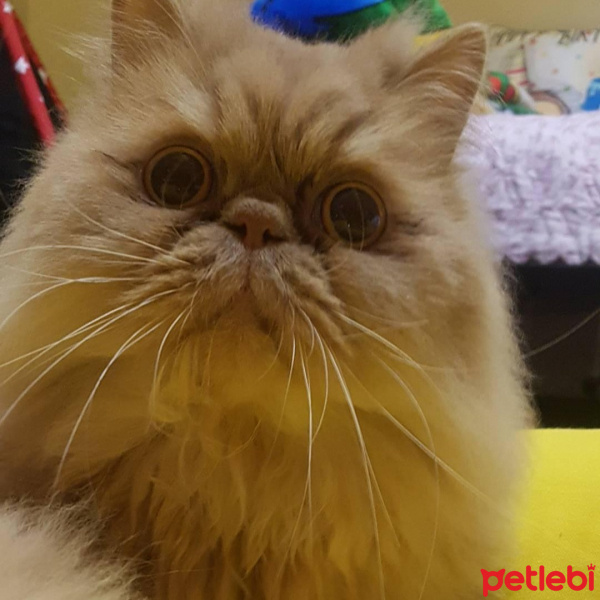 İran Kedisi (Persian), Kedi  Kediş fotoğrafı