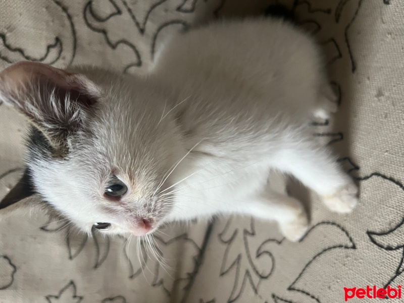 Tekir Kedi, Kedi  Georgie fotoğrafı
