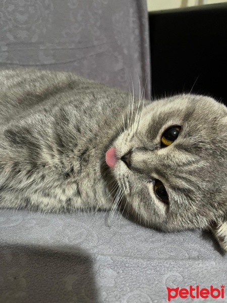 Scottish Fold, Kedi  Duman fotoğrafı