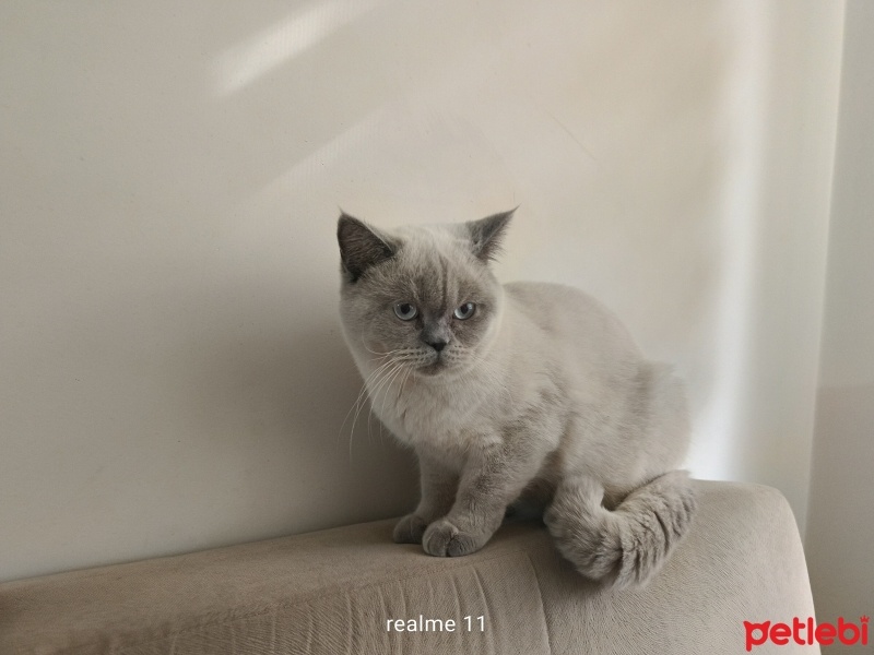 Scottish Fold, Kedi  Paşa fotoğrafı